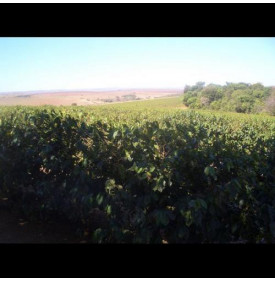 Fazenda Esmeril, Brésil : les plantations