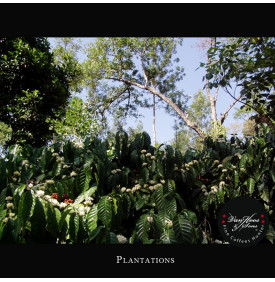 Malabar Mousonné AA, Inde : les plantations