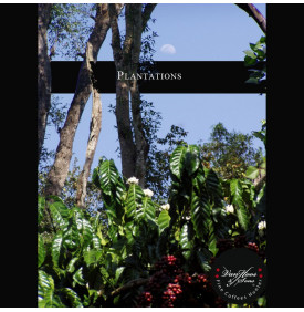 Malabar Mousonné AA, Inde : les plantations