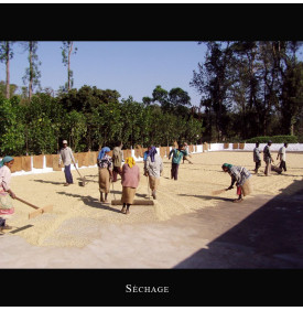 Malabar Mousonné AA, Inde : le séchage