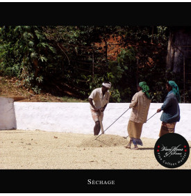 Malabar Mousonné AA, Inde : le séchage