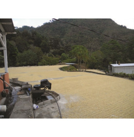 Sao Jose, Brésil : la terrasse de séchage