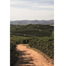 Sao Jose, Brésil : les plantations à flanc de colline