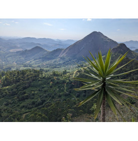 Plantation de cafe en fleurs dans les Matas de Minas, Bresil