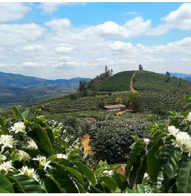 Foret native preservee autour des cafeiers, agroforesterie au Minas Gerais