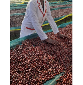 Tri manuel des cerises de café sur un lit de séchage, Yirgacheffe, Éthiopie