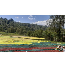 Vue d'ensemble des lits de séchage d'une station du Yirgacheffe, Éthiopie