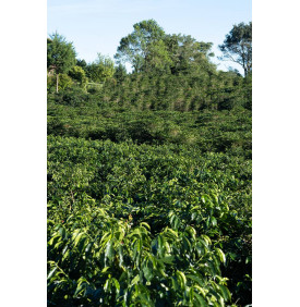 Plantation de café de la finca Volcán Azul, Valle Occidental, Costa Rica