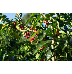 Cerises de café mûres sur l'arbre, finca Volcán Azul, Costa Rica