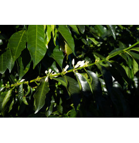 Fleurs de caféier sur une branche, Costa Rica