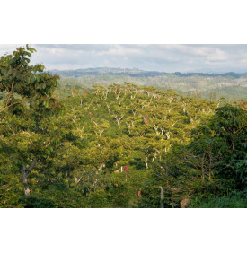 Caféiers sous couvert forestier à Alta Verapaz, région de Cobán, Guatemala
