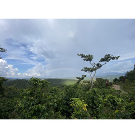 Ciel nuageux au-dessus des plantations de café de Cobán, Guatemala