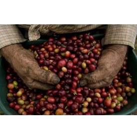 Mains d'un caféiculteur triant des cerises de café dans le Huila, Colombie