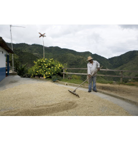 Séchage du café en parche sur une aire de séchage, Huila, Colombie