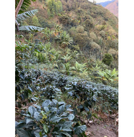 Parcelle de café en forte pente dans les Andes du nord, Cajamarca, Pérou