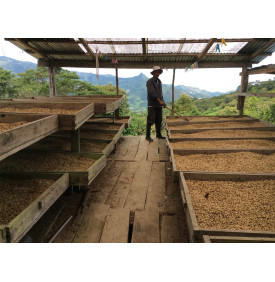 Séchage du café en parche sous auvent, province de Jaén, Pérou