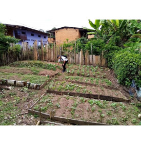 Pépinière de jeunes plants de café à Cajamarca, Pérou