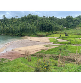 Collines caféières au bord du lac Kivu, ouest du Rwanda