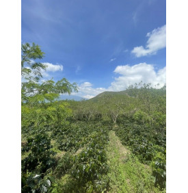 Plantation de café sur les hauts plateaux Gayo, province d'Aceh, Sumatra