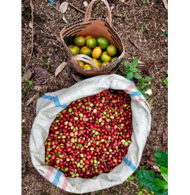 Panier de cerises de café fraîchement récoltées, hauts plateaux Gayo, Indonésie