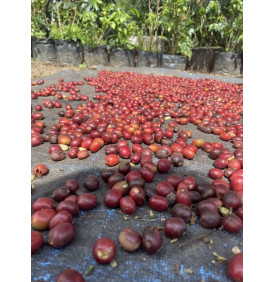 Cerises de café en séchage nature sur bâche, Aceh, Sumatra