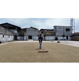 Grand patio de séchage du café de la coopérative, Bener Meriah, Sumatra