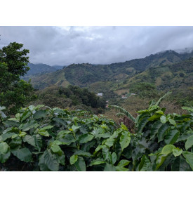 Les montagnes d'Ocotepeque, à l'ouest du Honduras, où se trouve la finca Cascaritas