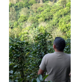 Parcelle de caféiers sous ombrage à Plan del Rosario, Honduras