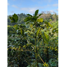 Cerises de café de la variété Parainema sur l'arbre, finca Cascaritas, Honduras