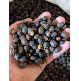 Cerises de café séchées en traitement nature, tenues dans une main, Honduras