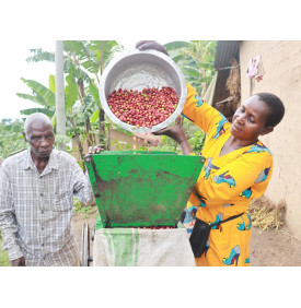 Dépulpage des cerises de café à Bufumbo, district de Mbale, Ouganda