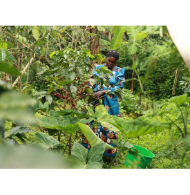 Caféiers cultivés sous ombrage sur les pentes du mont Elgon, Ouganda