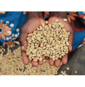 Grains de café vert lavé du Bugisu, Ouganda, après séchage