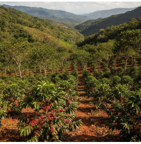 Plantation de café en terrasses à Barahona, République Dominicaine