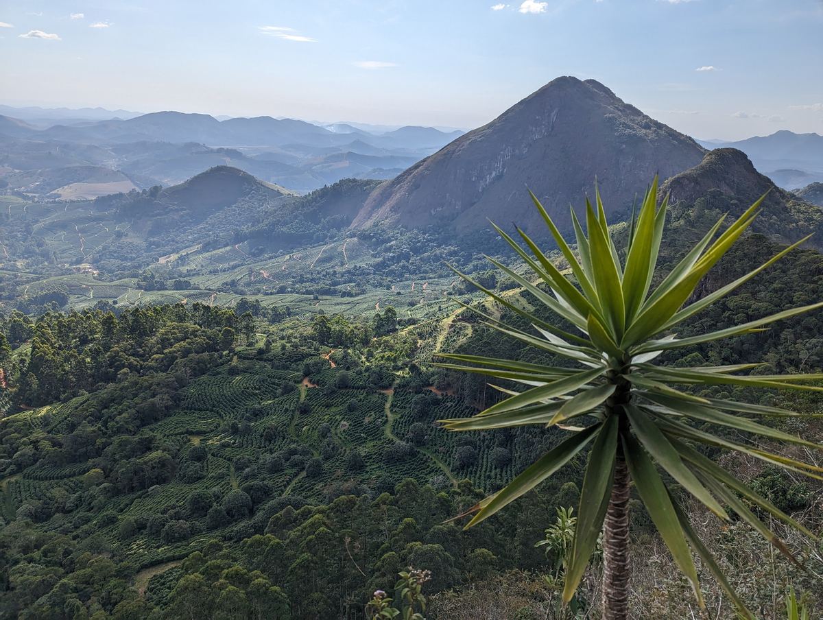 Forêt native préservée autour des caféiers, agroforesterie au Minas Gerais