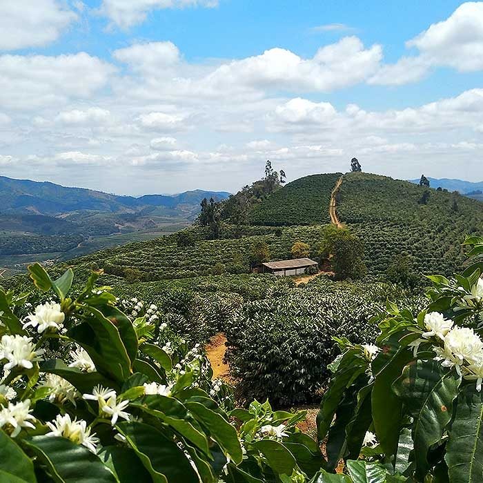 Plantation de café en fleurs dans les Matas de Minas, Brésil