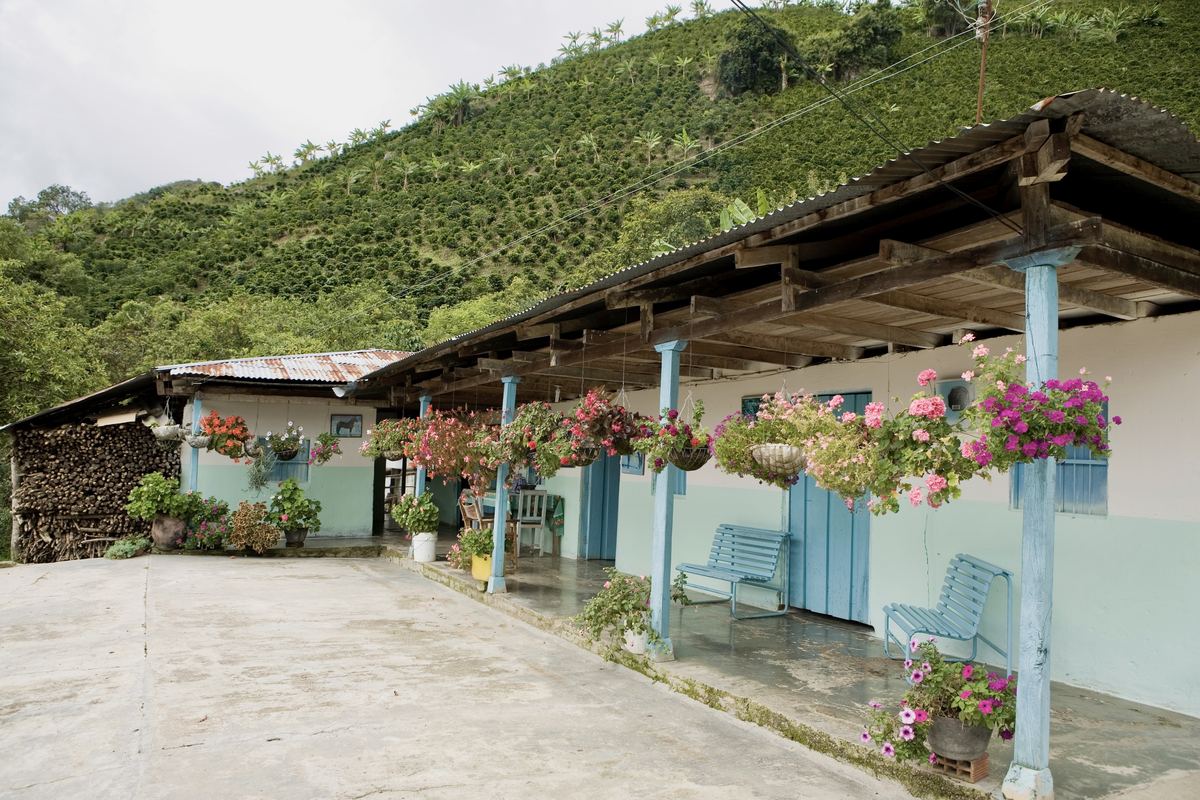Ferme caféière fleurie dans le département du Huila, Colombie