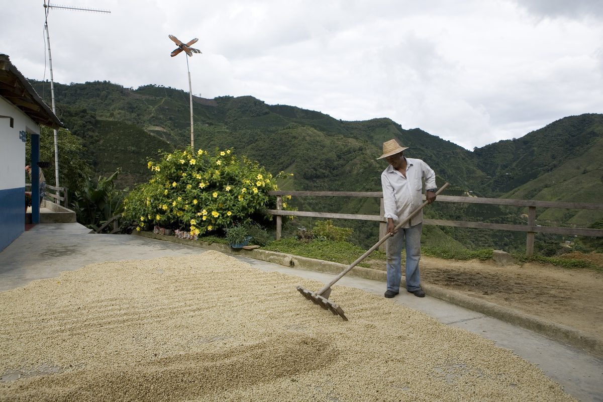 Séchage du café en parche sur une aire de séchage, Huila, Colombie