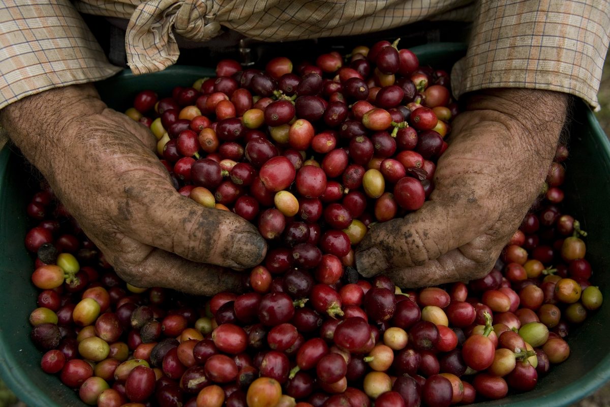 Mains d'un caféiculteur triant des cerises de café dans le Huila, Colombie