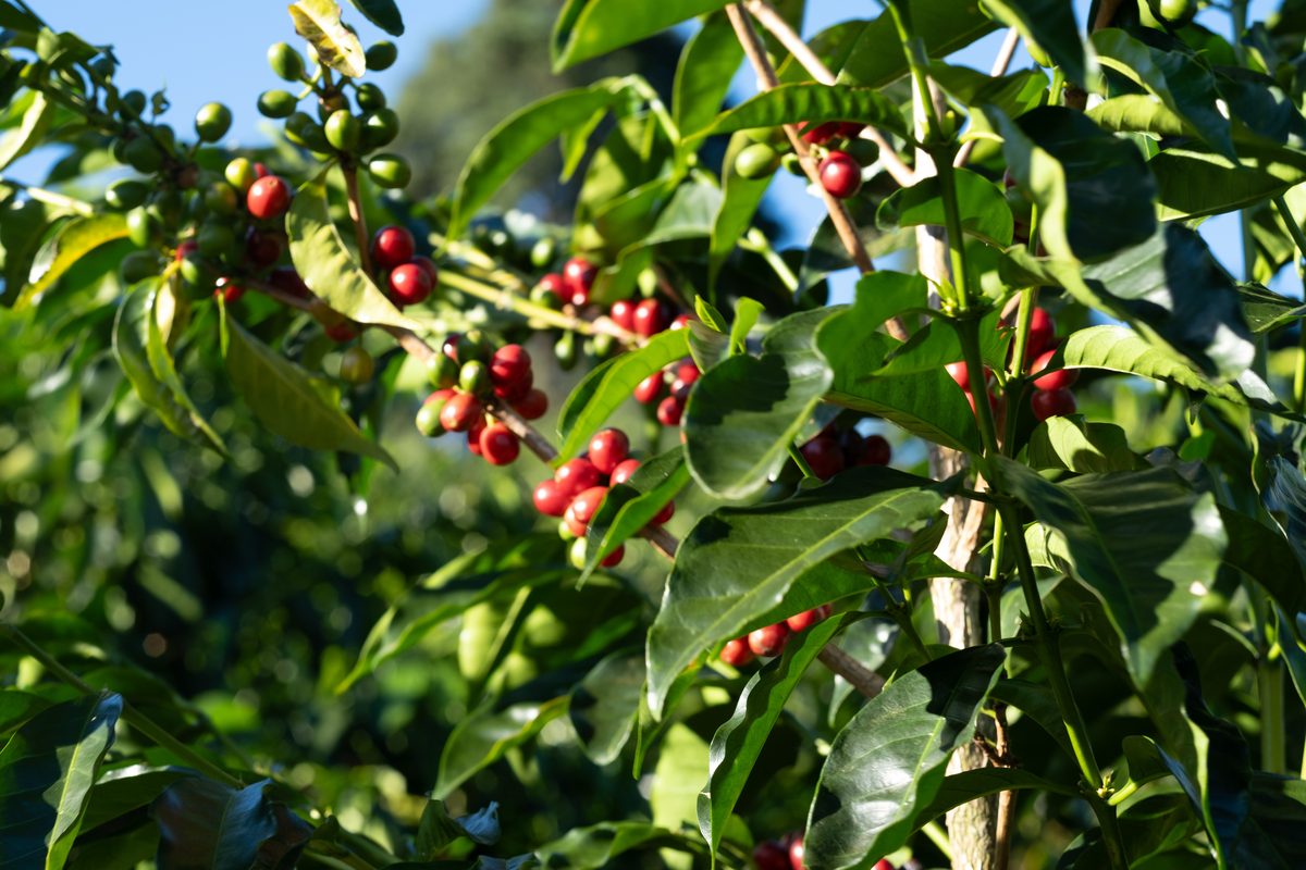 Cerises de café mûres sur l'arbre, finca Volcán Azul, Costa Rica