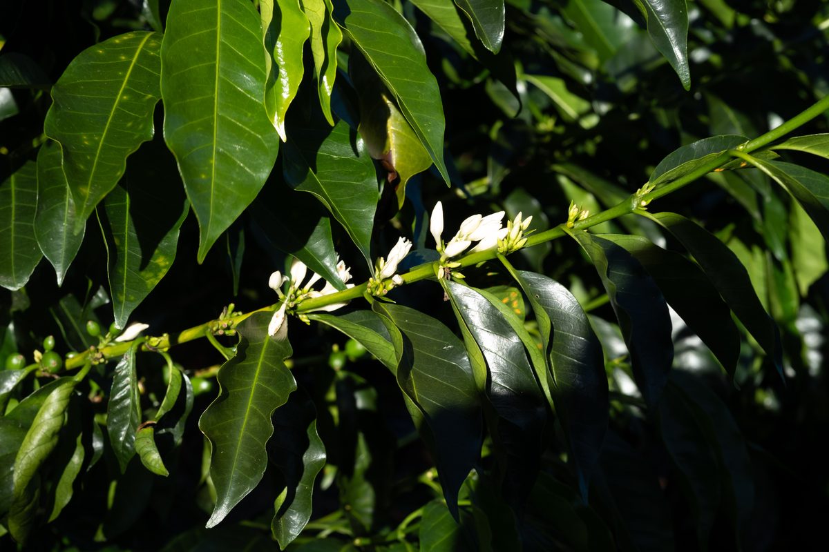 Fleurs de caféier sur une branche, Costa Rica