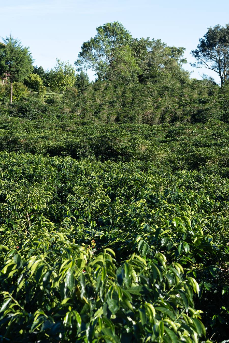 Plantation de café de la finca Volcán Azul, Valle Occidental, Costa Rica