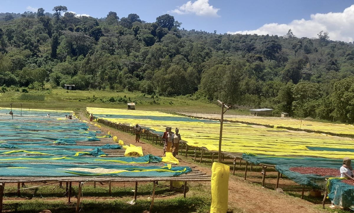 Lits de séchage africains d'une station de lavage du Yirgacheffe, Éthiopie