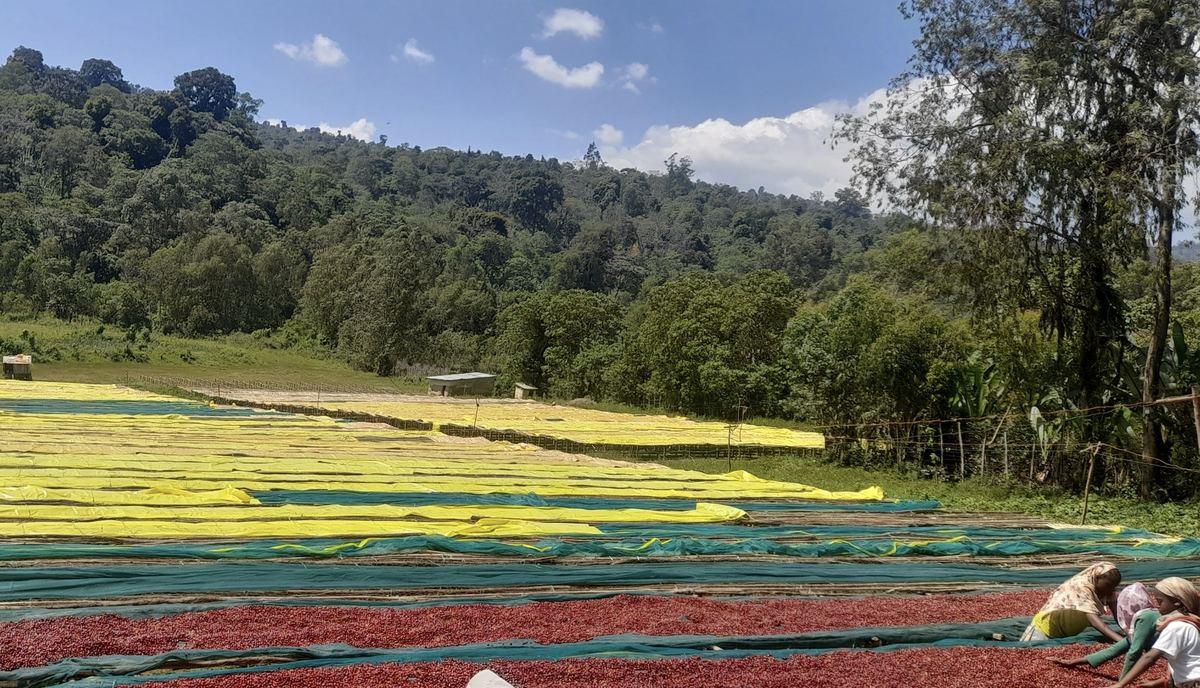 Vue d'ensemble des lits de séchage d'une station du Yirgacheffe, Éthiopie