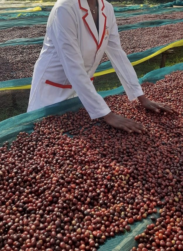 Tri manuel des cerises de café sur un lit de séchage, Yirgacheffe, Éthiopie