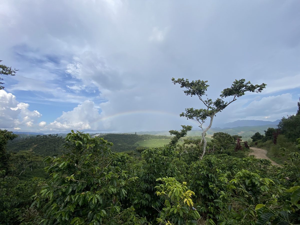 Ciel nuageux au-dessus des plantations de café de Cobán, Guatemala