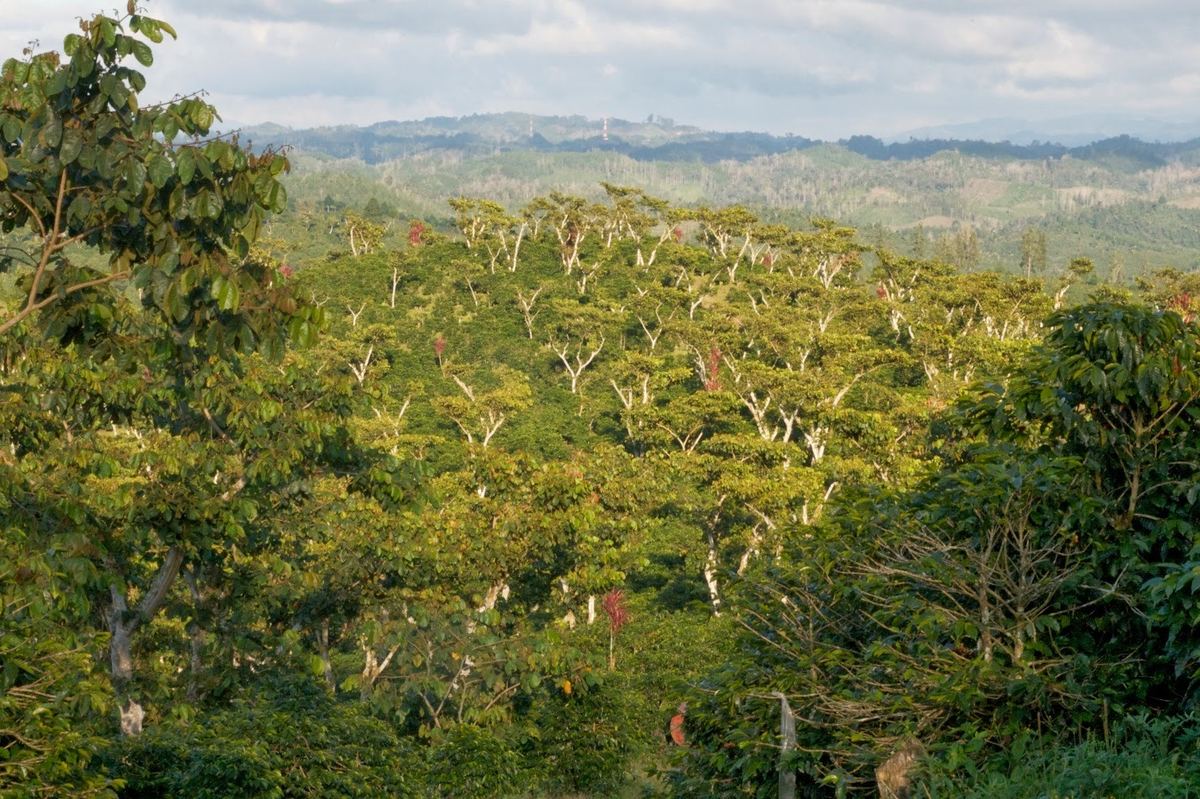 Caféiers sous couvert forestier à Alta Verapaz, région de Cobán, Guatemala