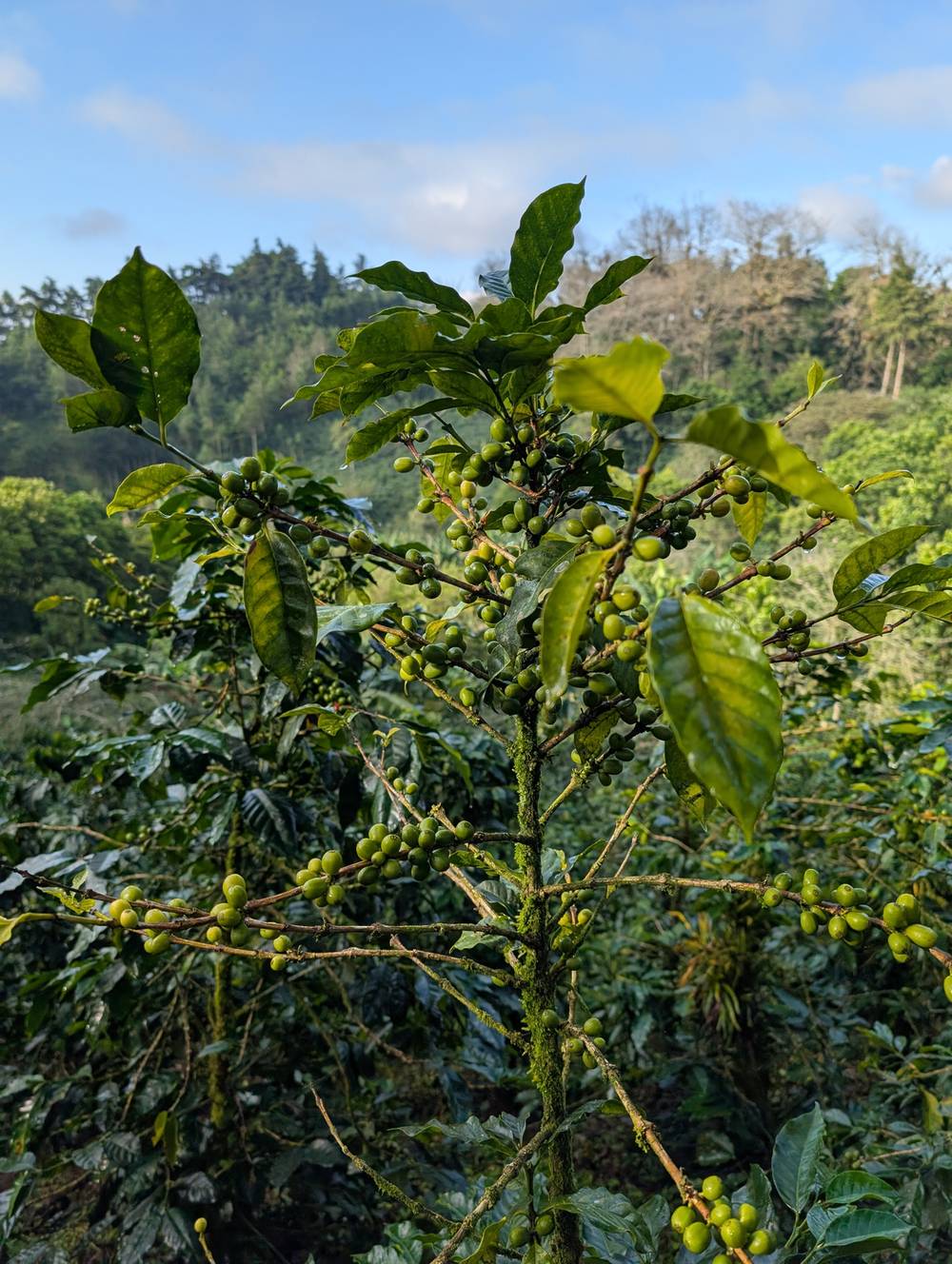 Cerises de café de la variété Parainema sur l'arbre, finca Cascaritas, Honduras