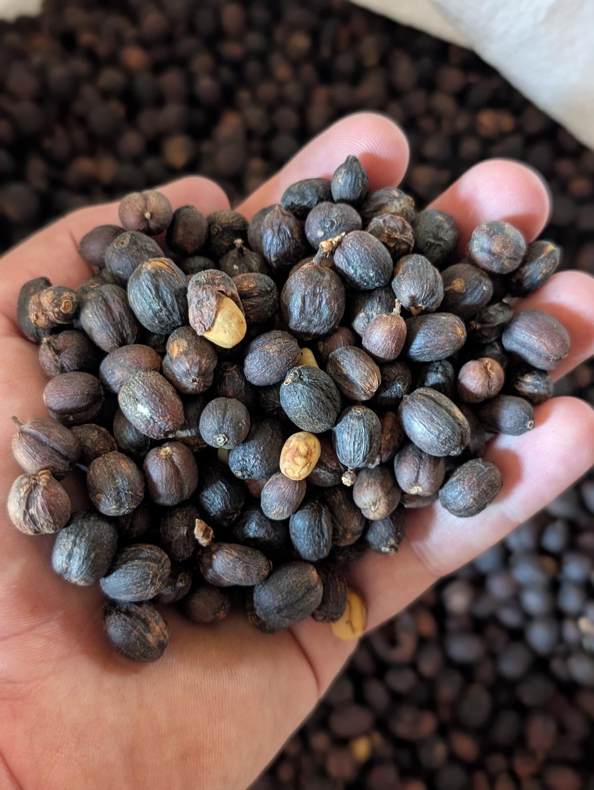 Cerises de café séchées en traitement nature, tenues dans une main, Honduras