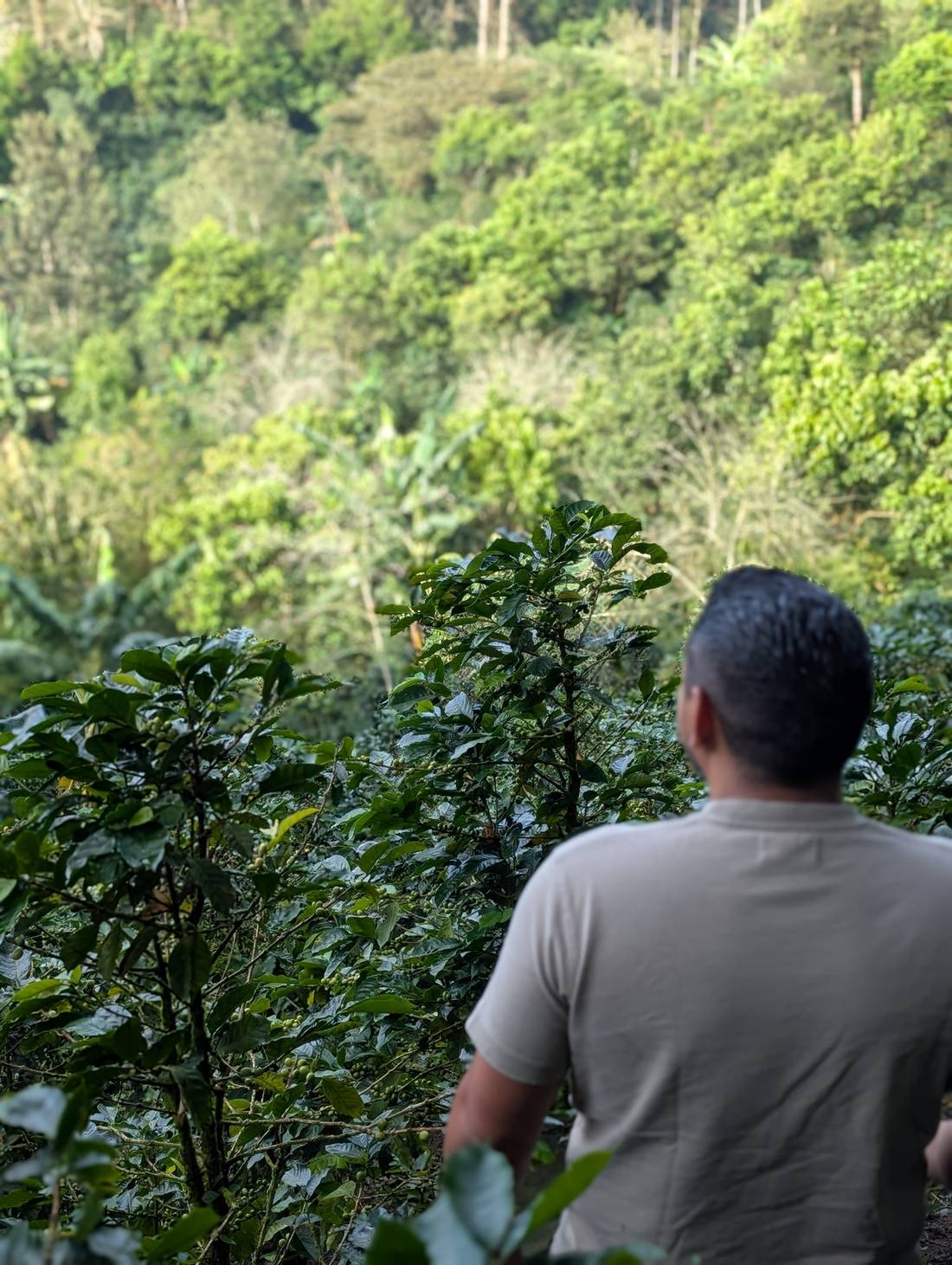 Parcelle de caféiers sous ombrage à Plan del Rosario, Honduras
